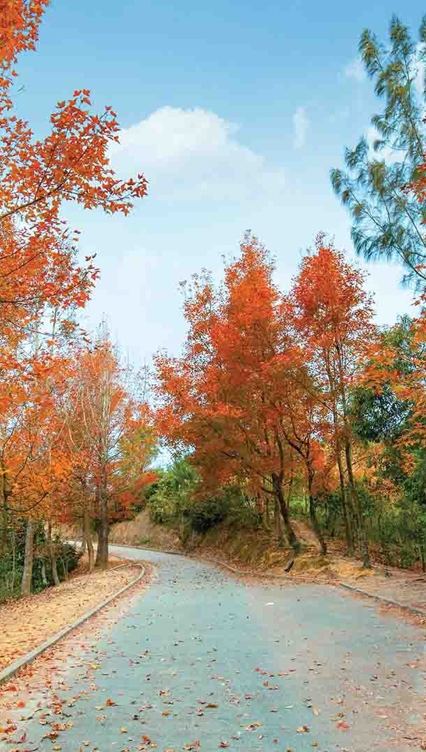 Hong Kong’s Sweet Gum Woods